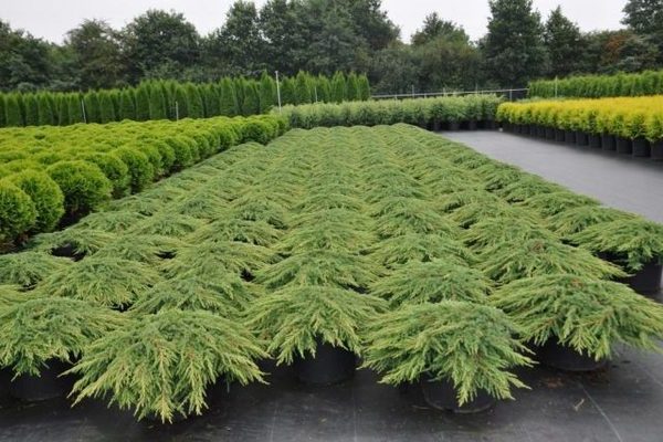 juniper common green carpet