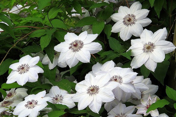 variété khakuri