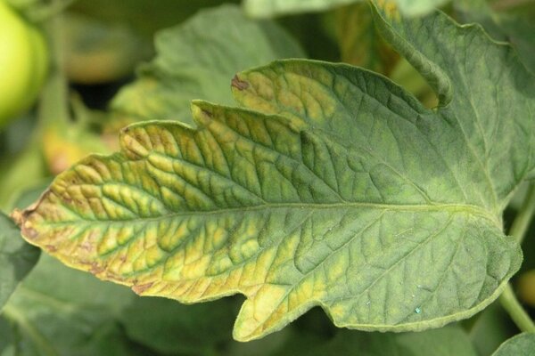 chlorosis of tomatoes treatment