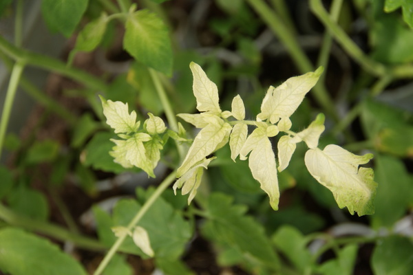 causes tomato chlorosis