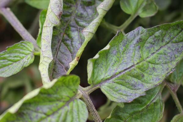 chlorosis of tomatoes causes and treatment