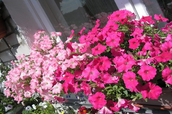 photo of petunia