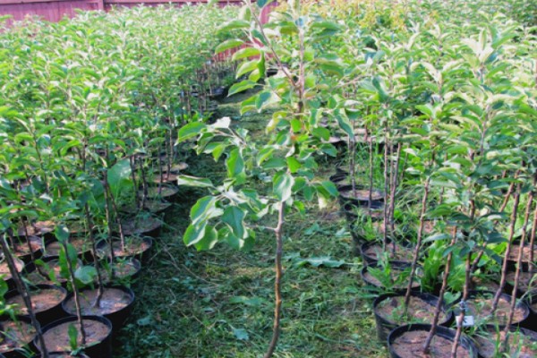 imrus apple tree description photo