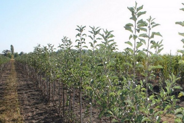 apple tree columnar photo