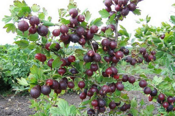 gooseberry captivator reviews