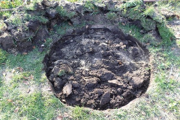 photo de cosaque de genévrier
