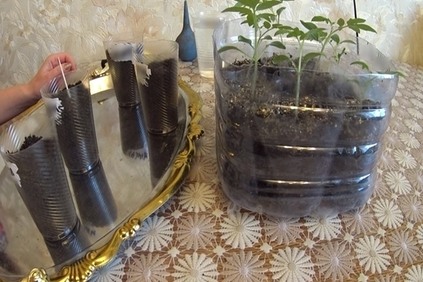 Chinese tomatoes photo