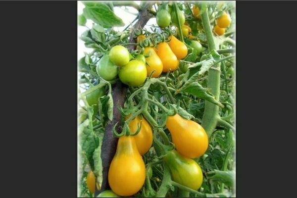 Chinese tomato varieties