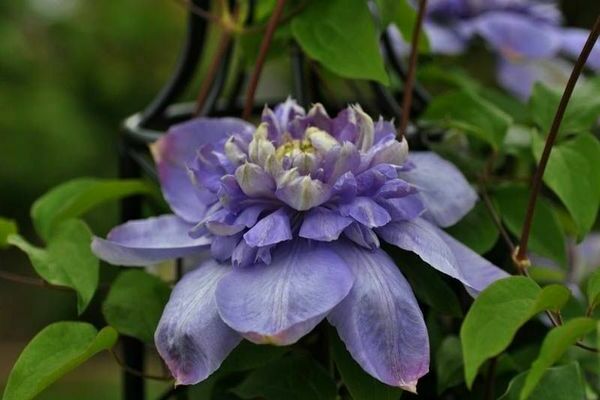 Clematis Blue Light