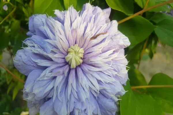 Clematis Blue Light photo