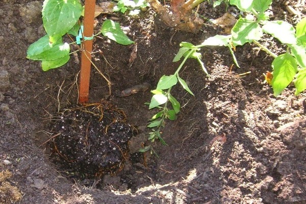variété de clématites Kaiser