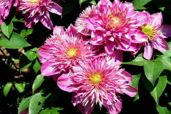 Avis sur Clematis Kaiser