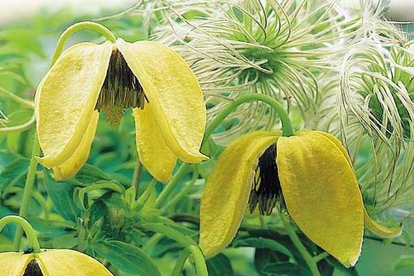 Clematis love locator