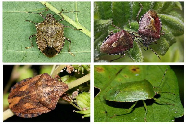 + how to get rid of + bedbugs + on currants
