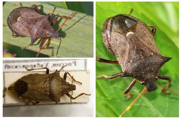 + how to get rid of + bedbugs + on currants