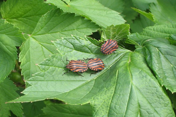 bugs + black currant