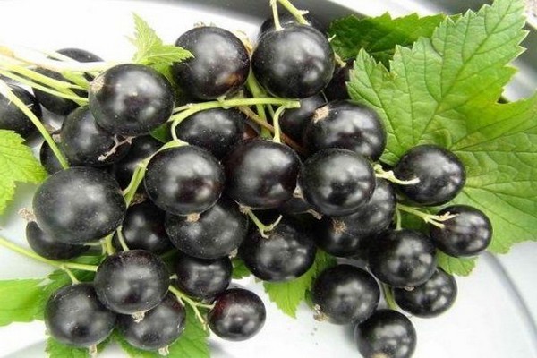 currant bug