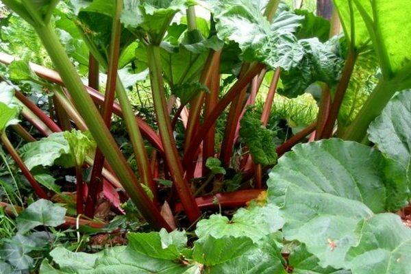 when to harvest rhubarb