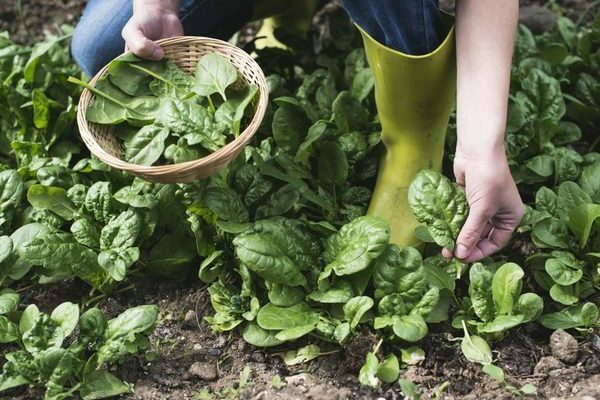 when to pick spinach