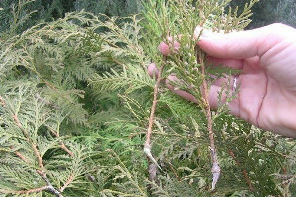 thuja columna description