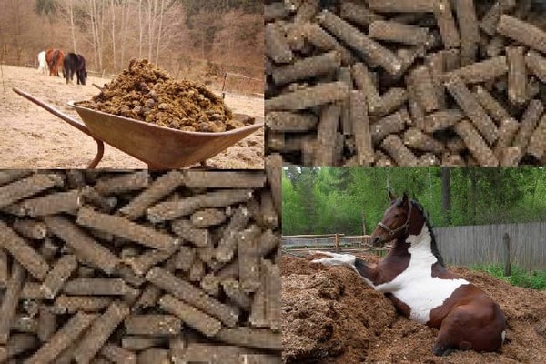 + how to apply horse manure