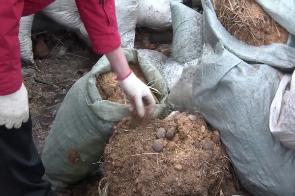 horse manure feeding
