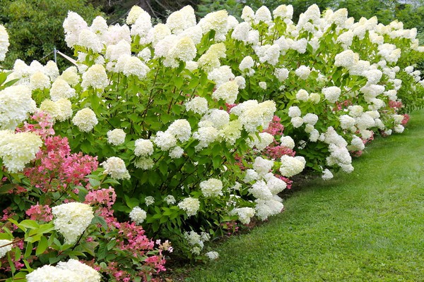 Hortensie im Rampenlicht