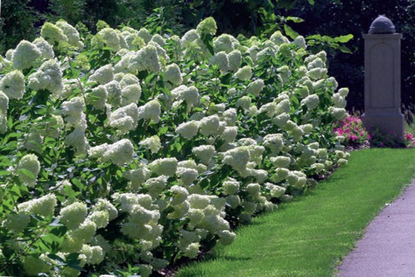 Hortensie paniculata im Rampenlicht