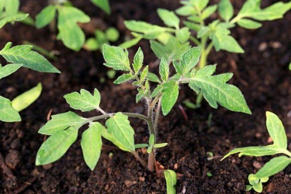 Blätter werden gelb + paniculata Hortensie