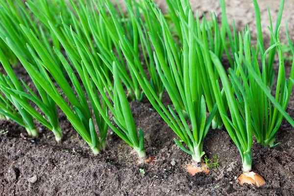 When to remove nigella herbaceous onions