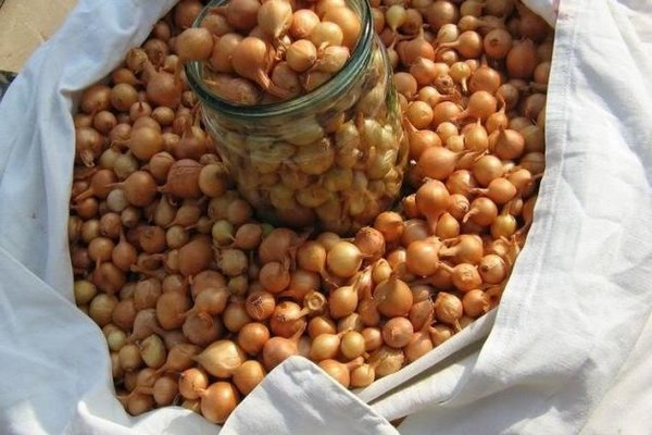 When to remove nigella herbaceous onions