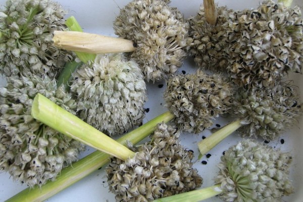 black onion