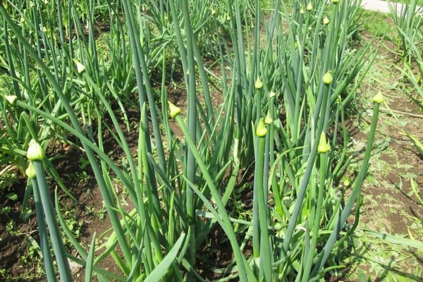 black onion cultivation