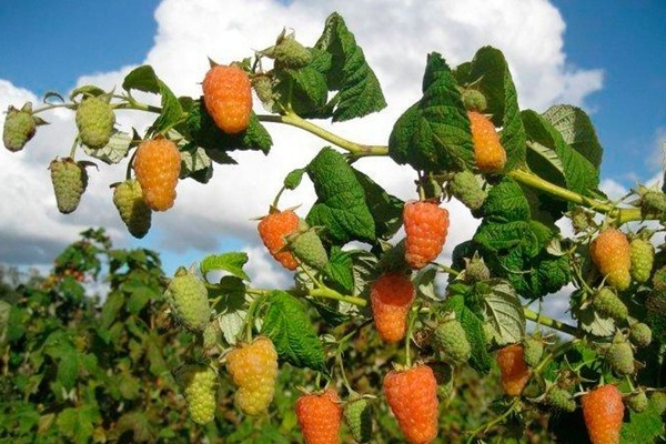 resenhas milagrosas de framboesa laranja