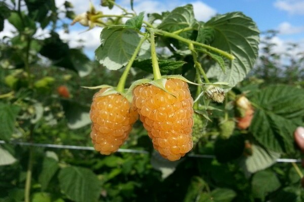foto da descrição do milagre da laranja da framboesa