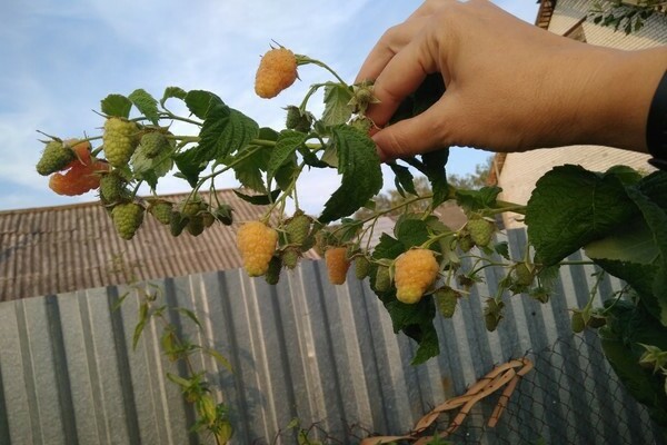 foto milagre de framboesa laranja