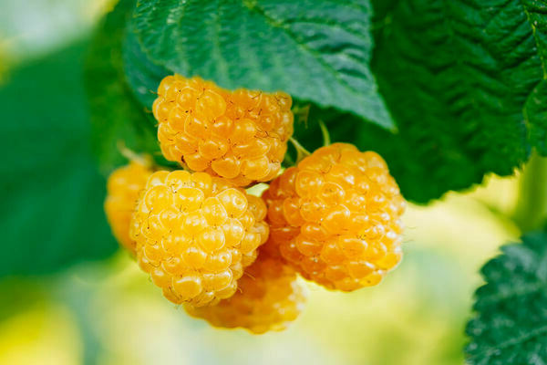 raspberry yellow giant description
