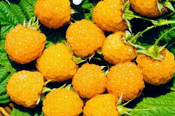 raspberry variety yellow giant