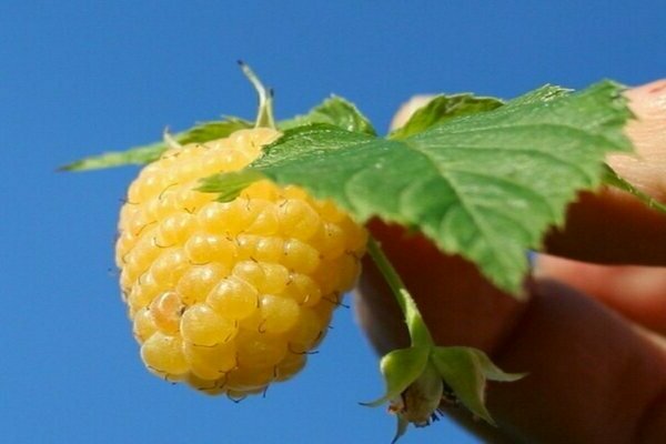 raspberry yellow giant variety description