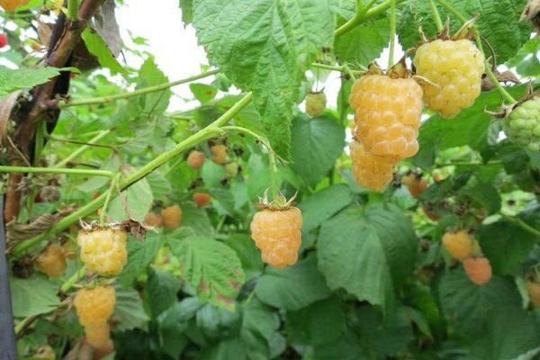 raspberry yellow giant reviews