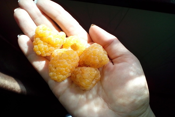 raspberry yellow giant photo
