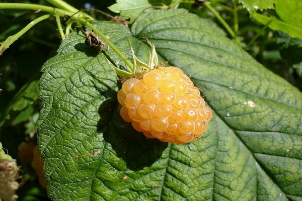 raspberry yellow giant description photo