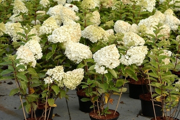small inflorescences