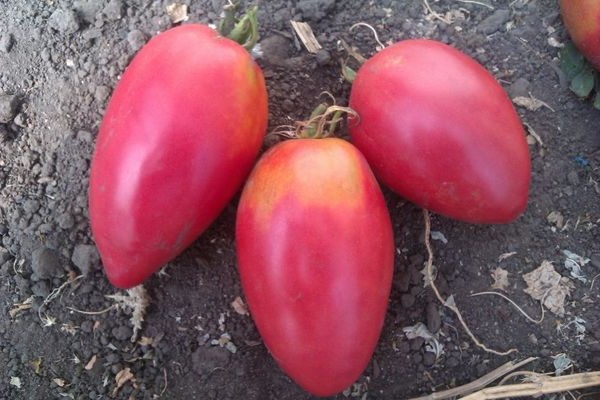 tomato nastenka description