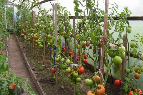 tomato nastenka reviews photo