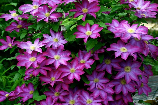 why clematis does not bloom