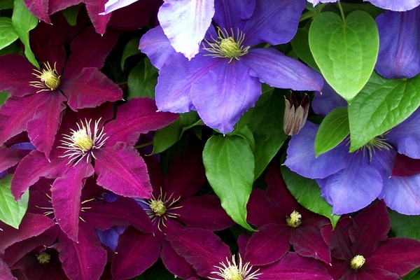 clematis does not bloom what to do
