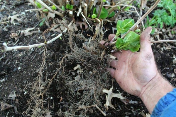 plantio + clematis e cuidado + em campo aberto
