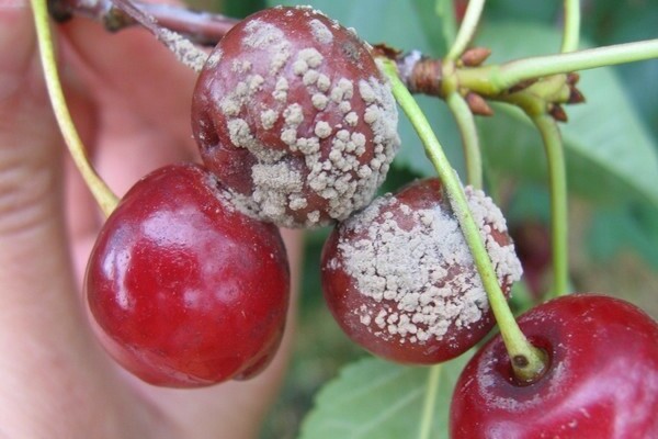 la cerise ne porte pas de fruit