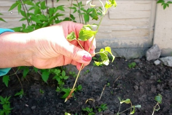 why clematis do not bloom what to do
